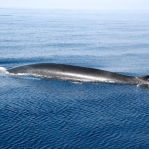 whales-watching-monaco-carlo-app-commecant-service