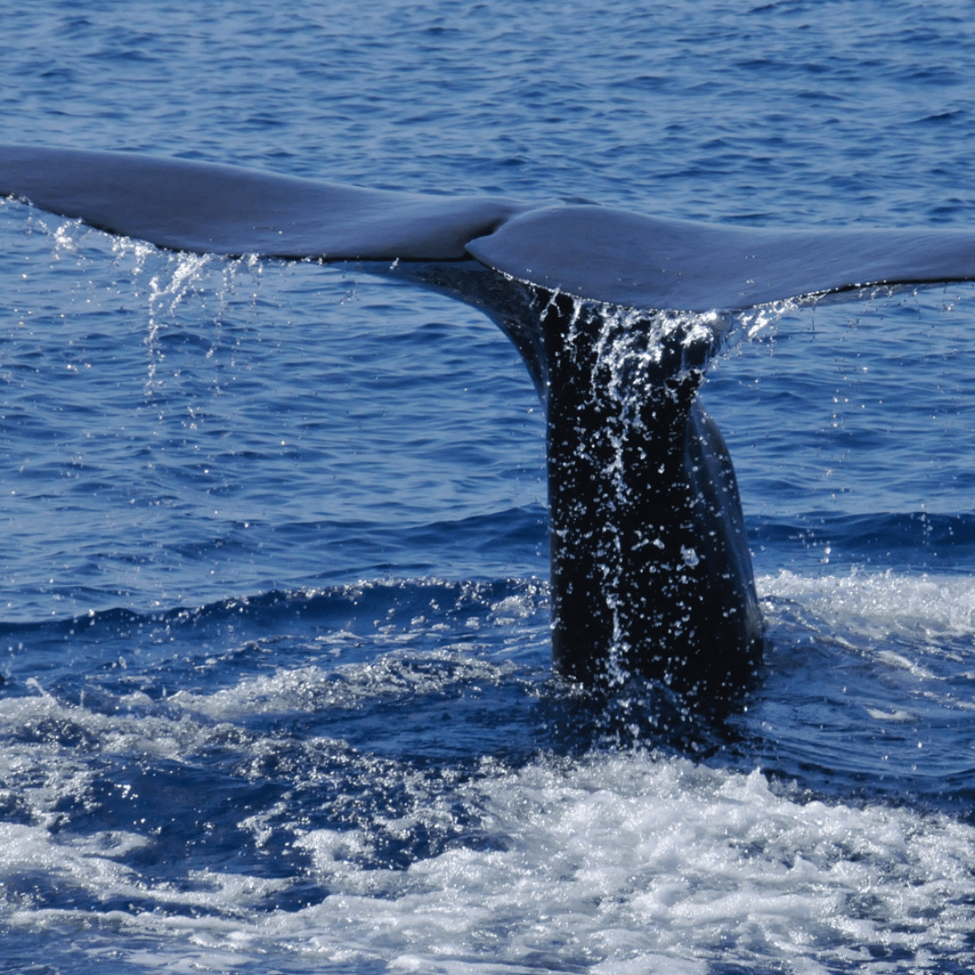 avistamiento de ballenas-monaco-carlo-app-commecant-service