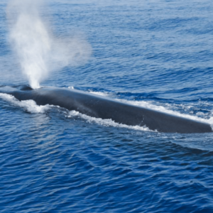 whales-watching-monaco-carlo-app-commecant-service