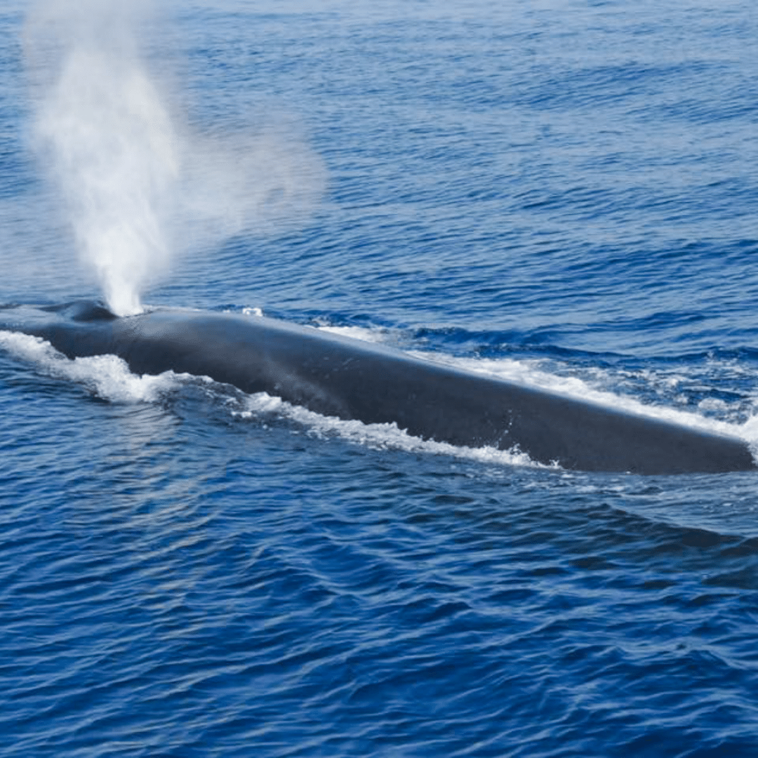 avistamiento de ballenas-monaco-carlo-app-commecant-service